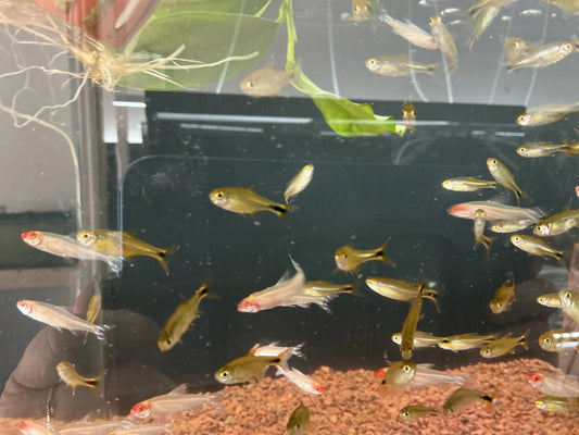 Albino Rummynose Tetra Tropical Treasures Wyo
