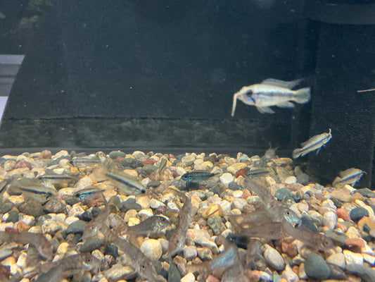 Apistogramma agassizii Tropical Treasures Wyo