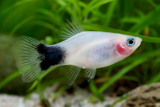 Silver Mickey Mouse Platy (Xiphophorus maculatus) – peaceful freshwater livebearer with shiny silver body and Mickey Mouse-shaped tail marking, ideal for community aquariums.