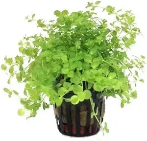 Monte Carlo aquarium plant forming lush green carpet