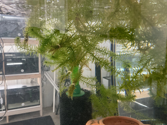 Najas Plant Tropical Treasures Wyo LLC