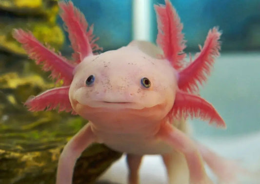 Classic Pink Axolotl with soft pink body and feathery gills in aquarium