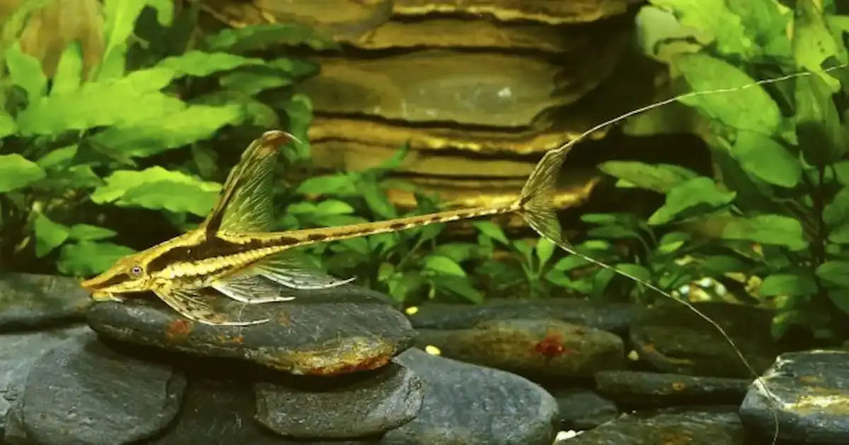 Whiptail Catfish (Rineloricaria) – slender freshwater aquarium catfish with elongated tail, resting on sandy substrate in planted tank.