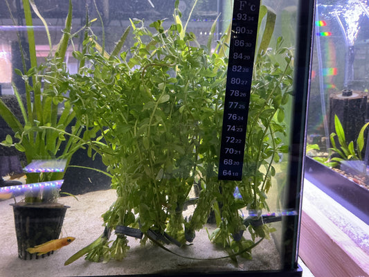 Cuphea anagalloidea bushy growth in aquascape