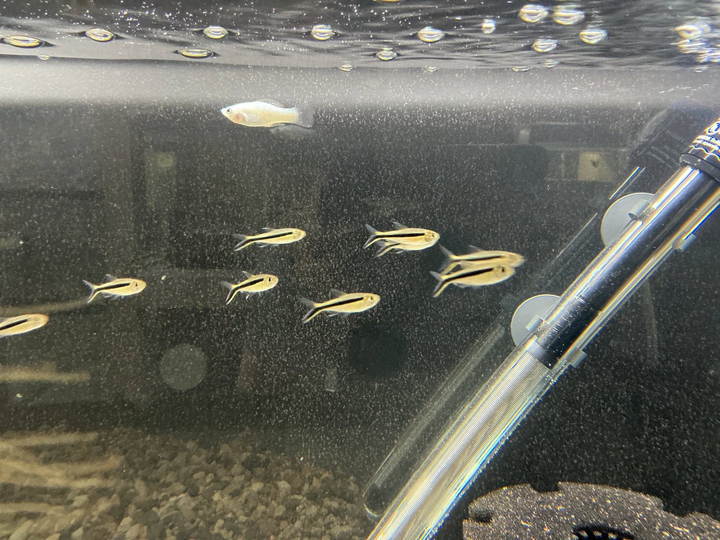 Penguin Tetra Tropical Treasures Wyo