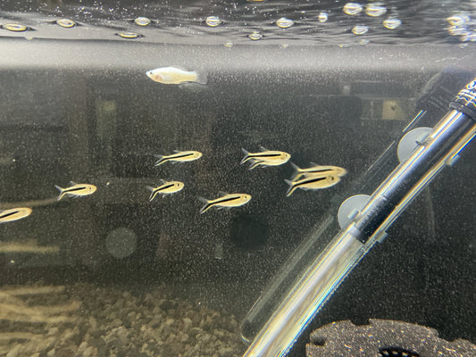 Penguin Tetra Tropical Treasures Wyo