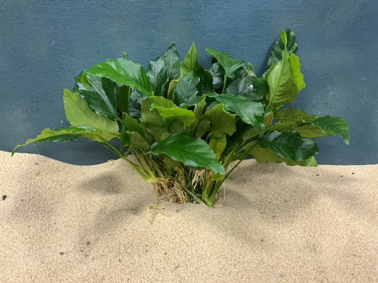 Anubias barteri var. nana ‘Wrinkle Leaf’ – Textured Hardy Aquarium Plant Tropical Treasures Wyo LLC