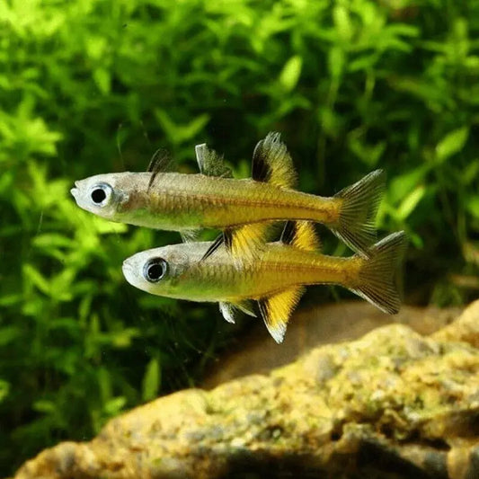 Pacific blue-eye rainbow fish Tropical Treasures Wyo
