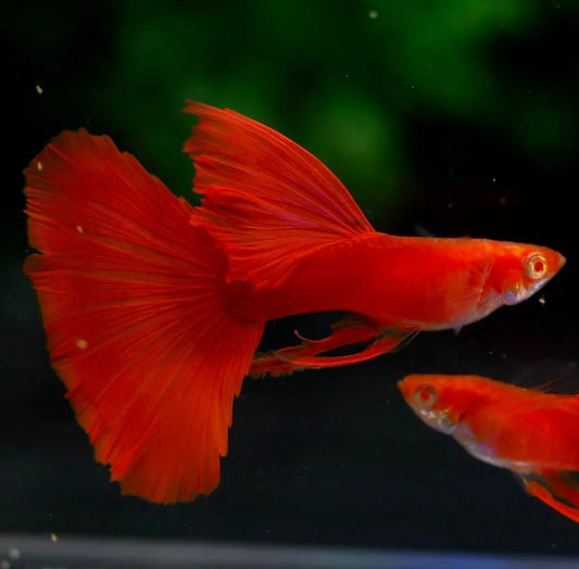 Full Red Guppy (Poecilia reticulata), a bright red male guppy with large flowing fins in a planted aquarium
