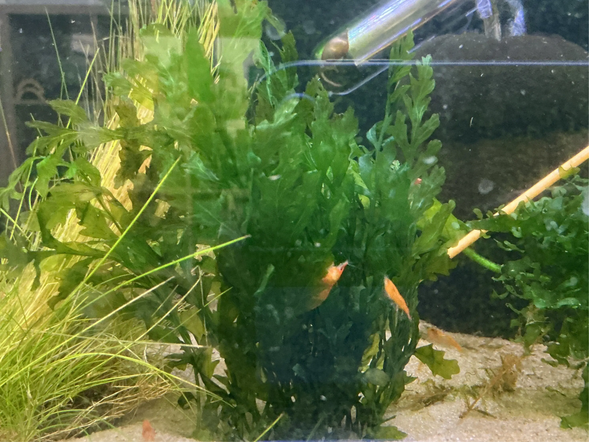 Bolbitis heudelotii – African Water Fern with flowing green fronds for freshwater aquariums