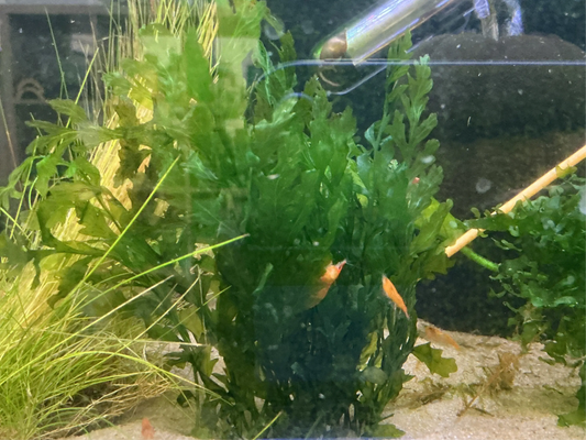 Bolbitis heudelotii – African Water Fern with flowing green fronds for freshwater aquariums