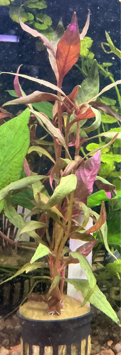 Scarlet Temple (Alternanthera reineckii) – vibrant red aquarium stem plant for freshwater aquascapes