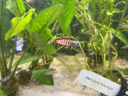 Dario tigris – Tiger Badis, medium to large freshwater nano fish with striking orange and black markings