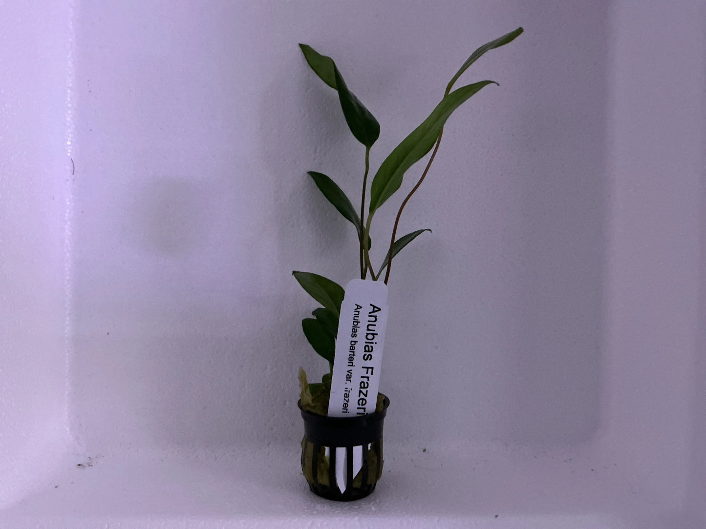 Anubias frazeri – hardy aquarium plant with long, narrow green leaves attached to driftwood.