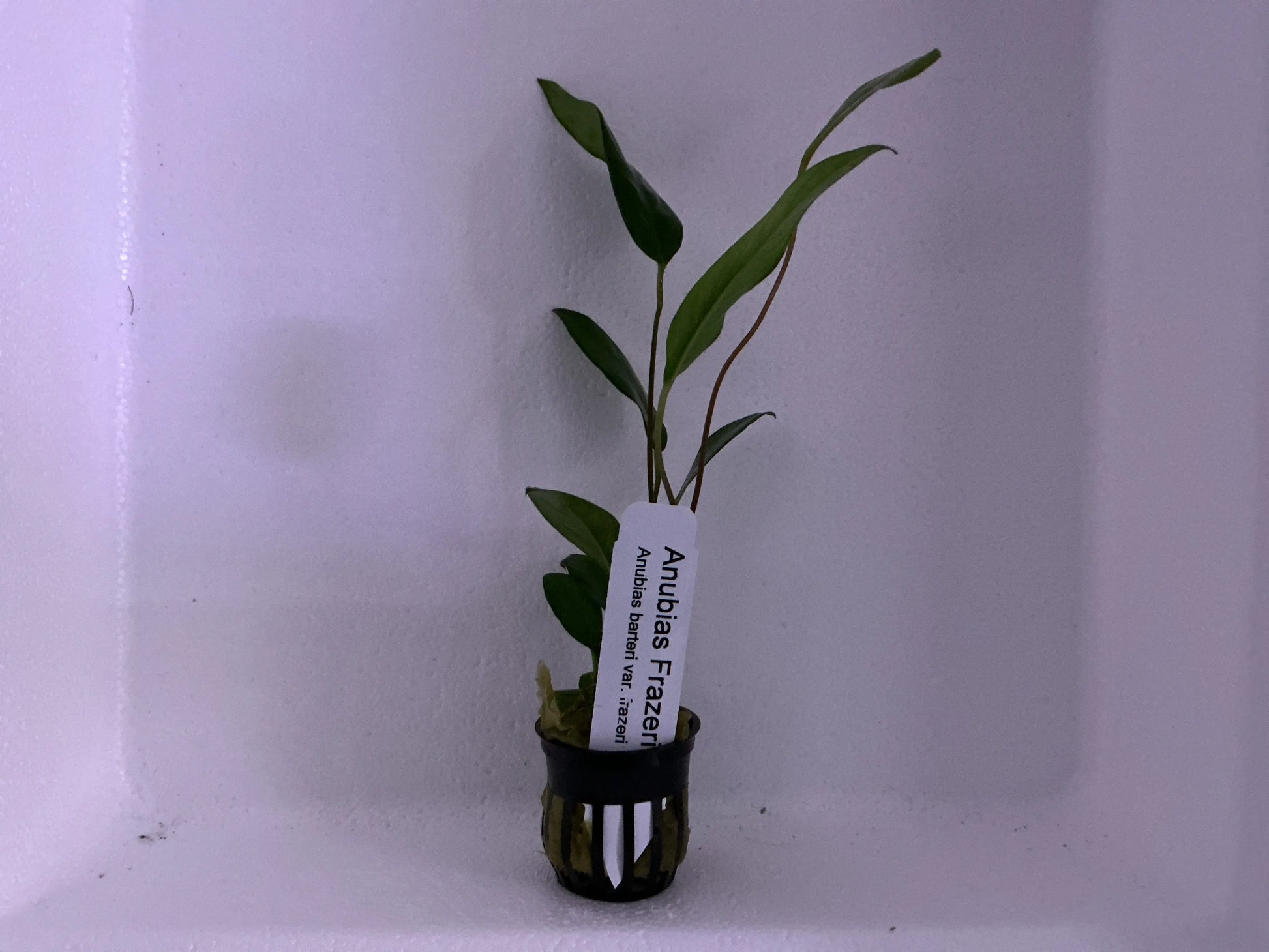 Anubias frazeri – hardy aquarium plant with long, narrow green leaves attached to driftwood.
