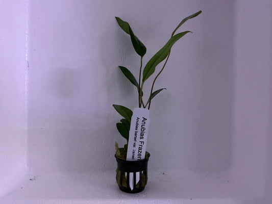 Anubias frazeri – hardy aquarium plant with long, narrow green leaves attached to driftwood.