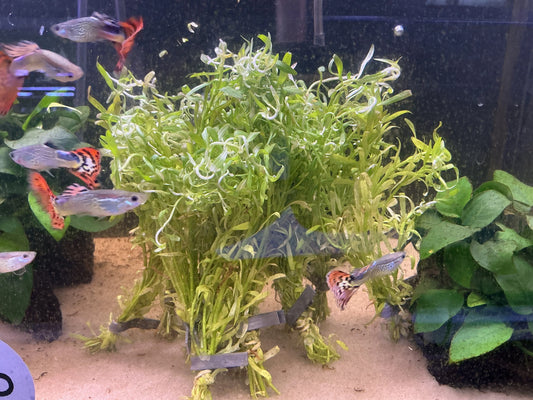 Rotala “Red Cross” with bright red leaves in aquarium