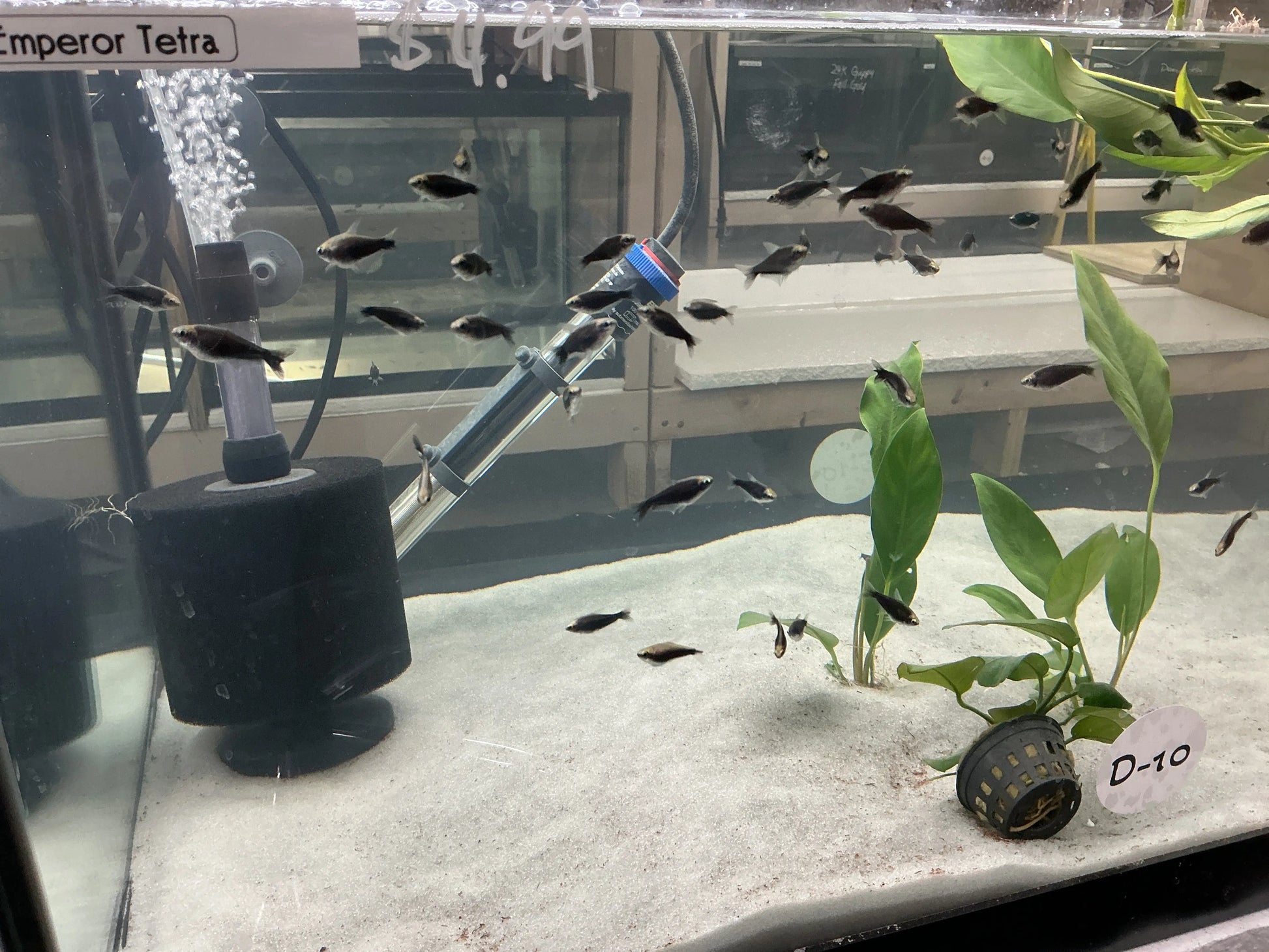 Black Emperor Tetra Tropical Treasures Wyo
