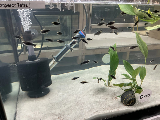 Black Emperor Tetra Tropical Treasures Wyo
