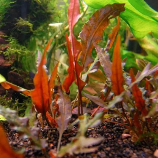 Cryptocoryne undulata red live aquarium plant