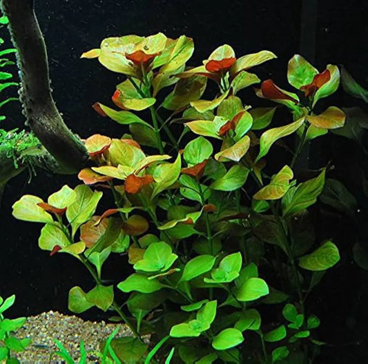 Ludwigia repens red freshwater planted tank