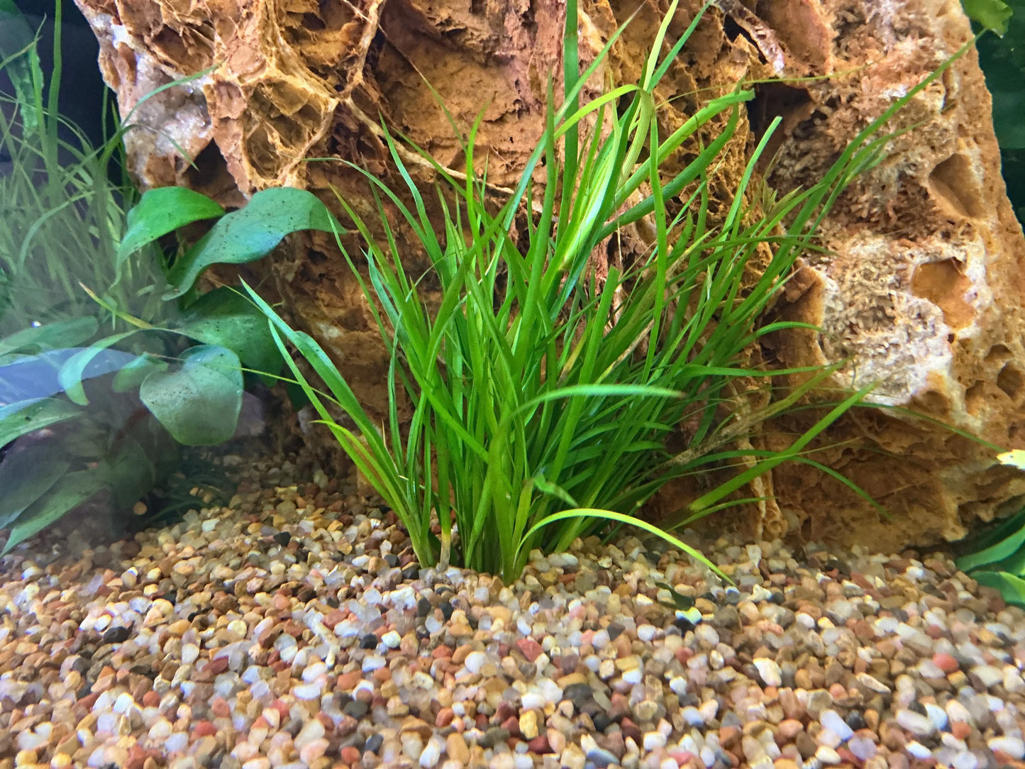 Juncus repens – Hardy Grass-Like Aquarium Stem Plant Tropical Treasures Wyo LLC