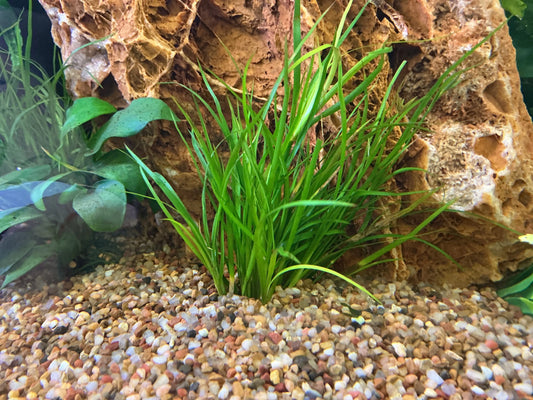 Juncus repens – Hardy Grass-Like Aquarium Stem Plant Tropical Treasures Wyo LLC