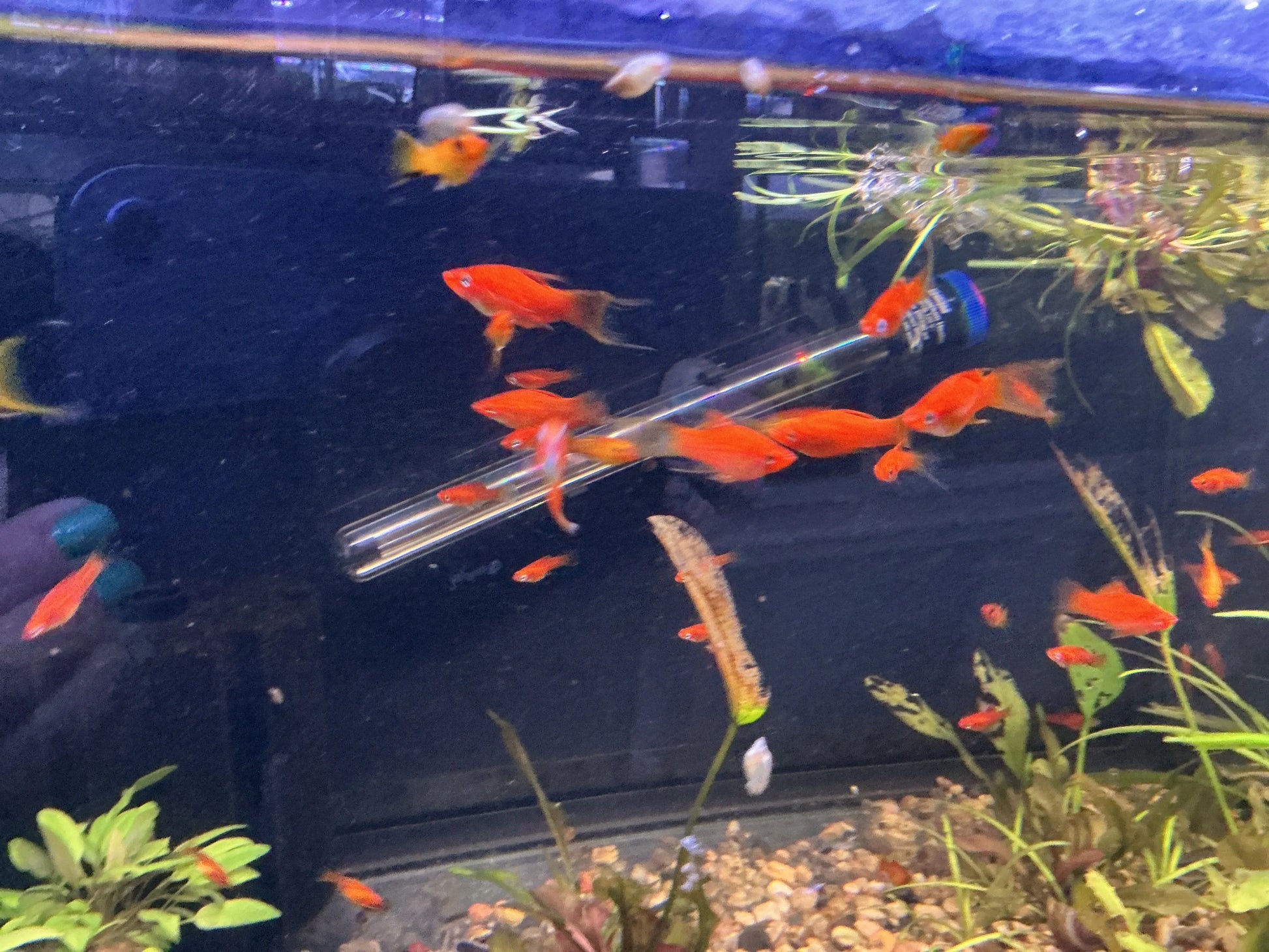 Lyretail Swordtail fish colorful freshwater livebearer with long flowing tail fins