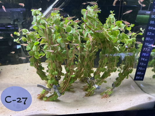 Rotala “Orange Juice” stem plant mid to background aquascape
