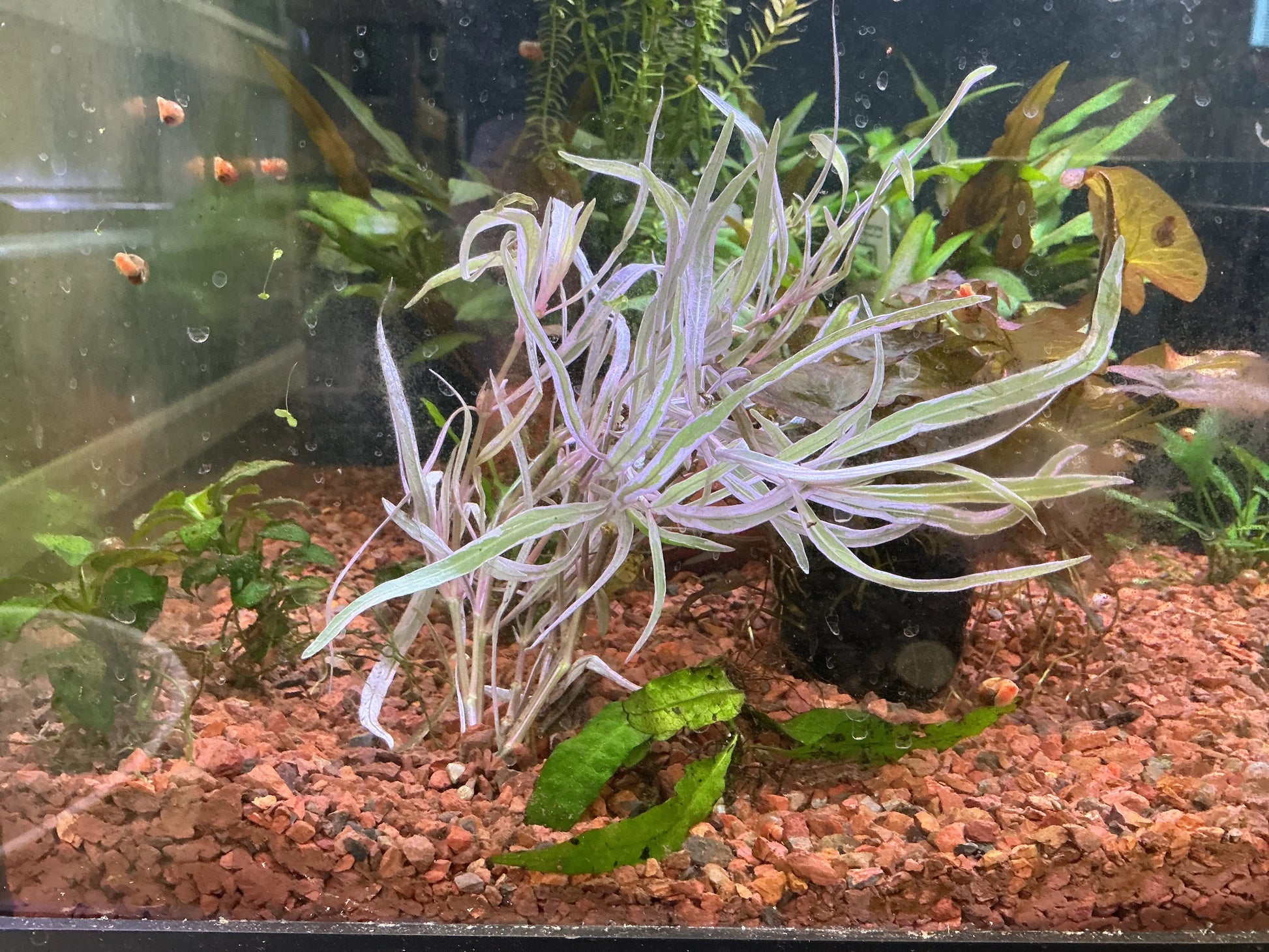 Hygrophila ‘Chai’ – rare pink aquarium stem plant with soft blush-colored leaves