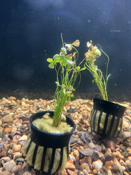 Marsilea crenata Dwarf Four Leaf Clover Aquarium Plant Tropical Treasures Wyo LLC