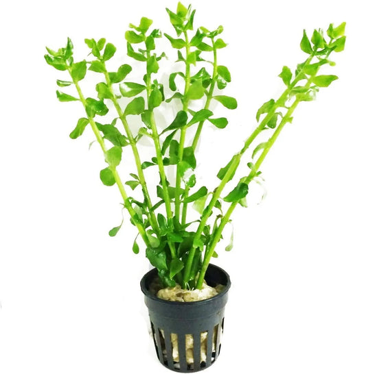 Bacopa monnieri live aquarium plant