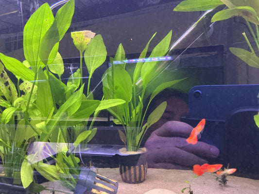 Echinodorus americanus – Hardy Amazon Sword Aquarium Plant