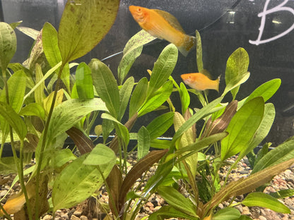 Gold Molly Sailfin Tropical Treasures Wyo