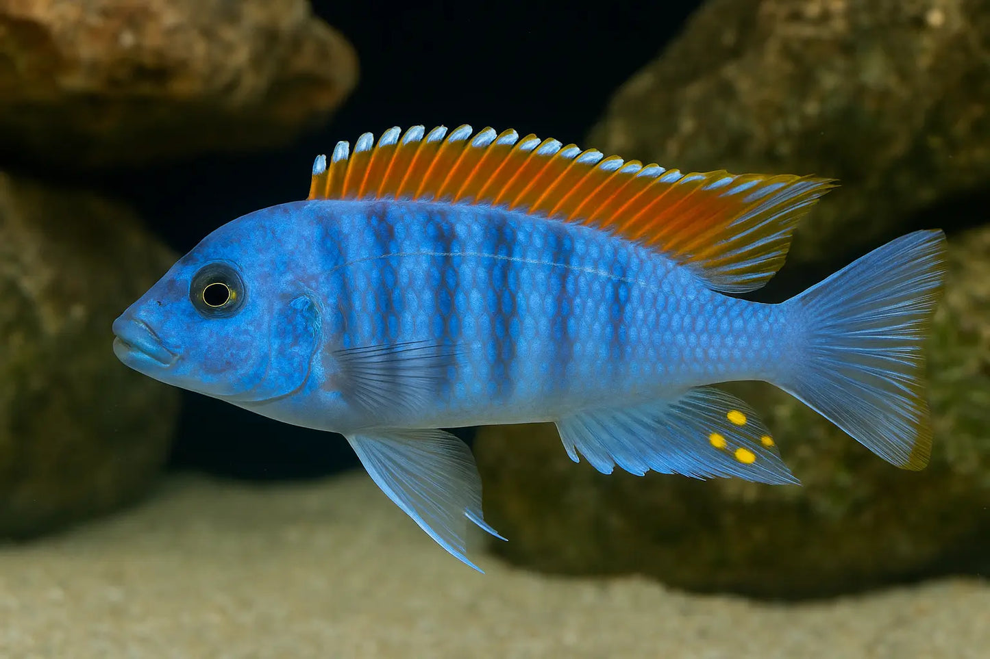 Ice Blue Zebra Tropical Treasures Wyo LLC