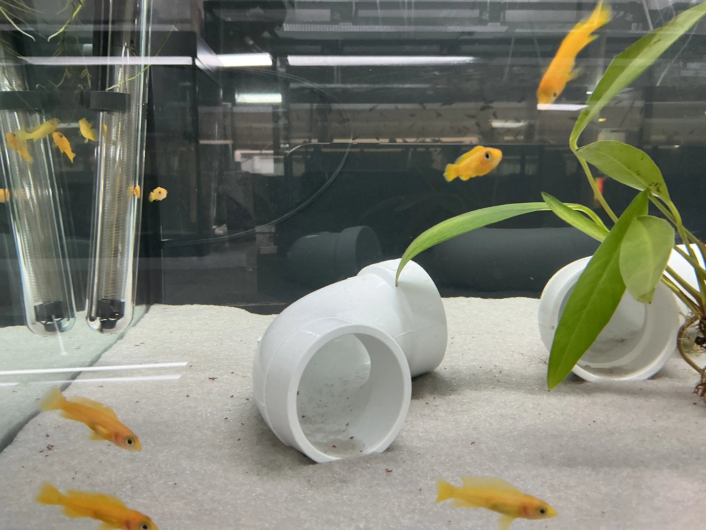 Orange Leleupi Cichlid (Neolamprologus leleupi) – bright orange African cichlid from Lake Tanganyika, territorial cave-dweller for rocky aquariums.