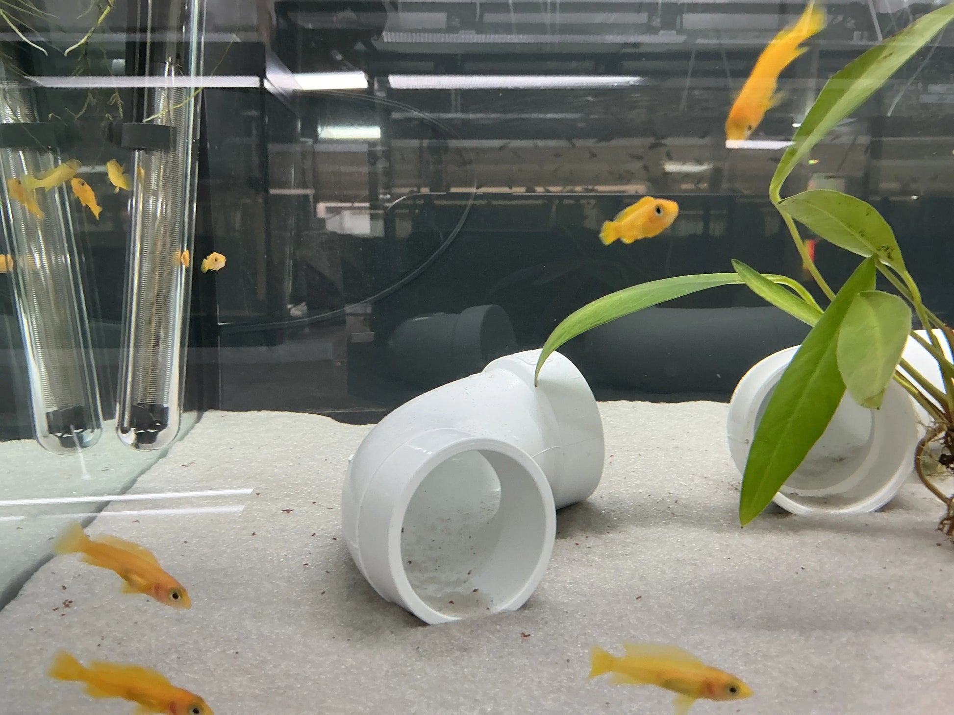 Orange Leleupi Cichlid (Neolamprologus leleupi) – bright orange African cichlid from Lake Tanganyika, territorial cave-dweller for rocky aquariums.