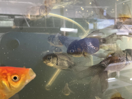 Juvenile Blue Ranchu Goldfish 2–2.5 inches with smooth back and rare blue coloration