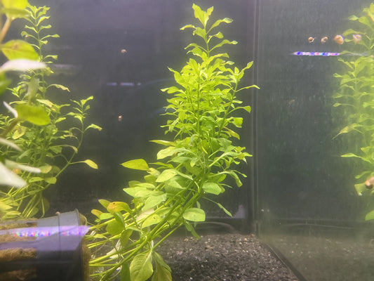 Ludwigia palustris ‘Green’ – Bright Green Stem Aquarium Plant