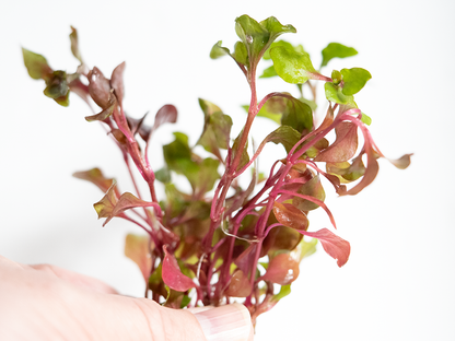 Alternanthera Ficoidea 'pink' (Stem Plant)