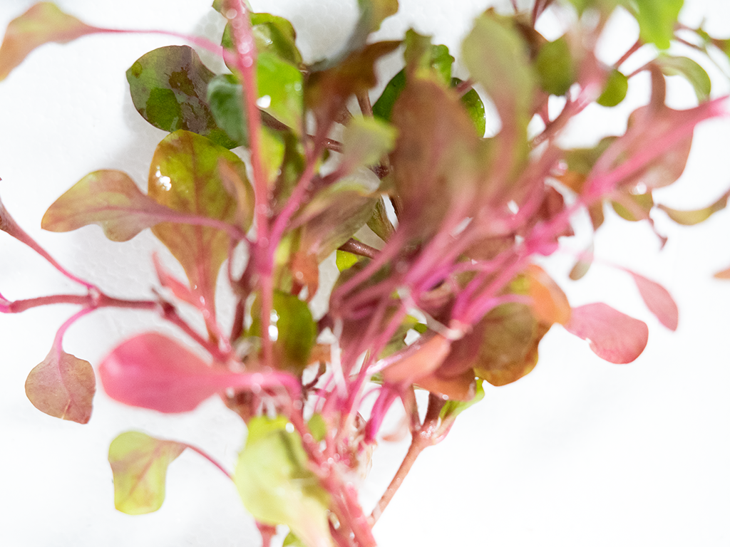 Alternanthera Ficoidea 'pink' (Stem Plant)