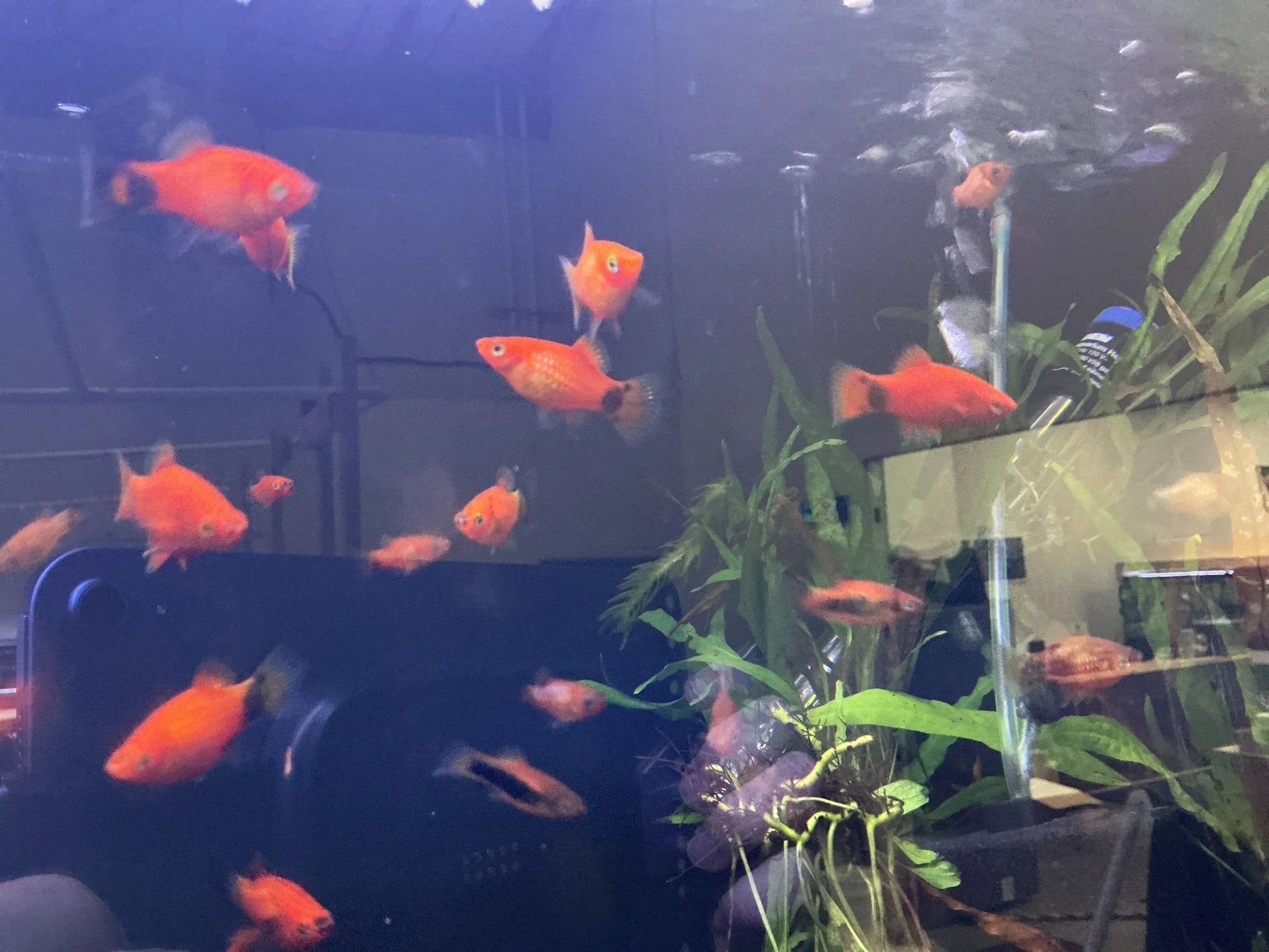 Red Mickey Mouse Platy (Xiphophorus maculatus) – bright red livebearer fish with Mickey Mouse-shaped tail spot swimming in a planted freshwater aquarium