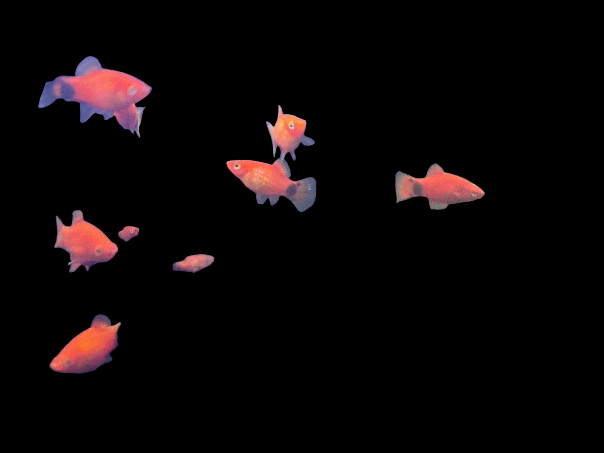 Red Mickey Mouse Platy (Xiphophorus maculatus) – bright red livebearer fish with Mickey Mouse-shaped tail spot swimming in a planted freshwater aquarium