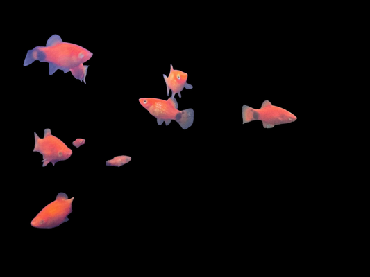 Red Mickey Mouse Platy (Xiphophorus maculatus) – bright red livebearer fish with Mickey Mouse-shaped tail spot swimming in a planted freshwater aquarium