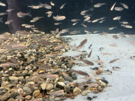 Albino Glolight Tetra Tropical Treasures Wyo