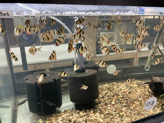 Tiger Barb (Puntigrus tetrazona) – colorful freshwater fish with orange body, black stripes, and red fins, active schooling species ideal for community tanks