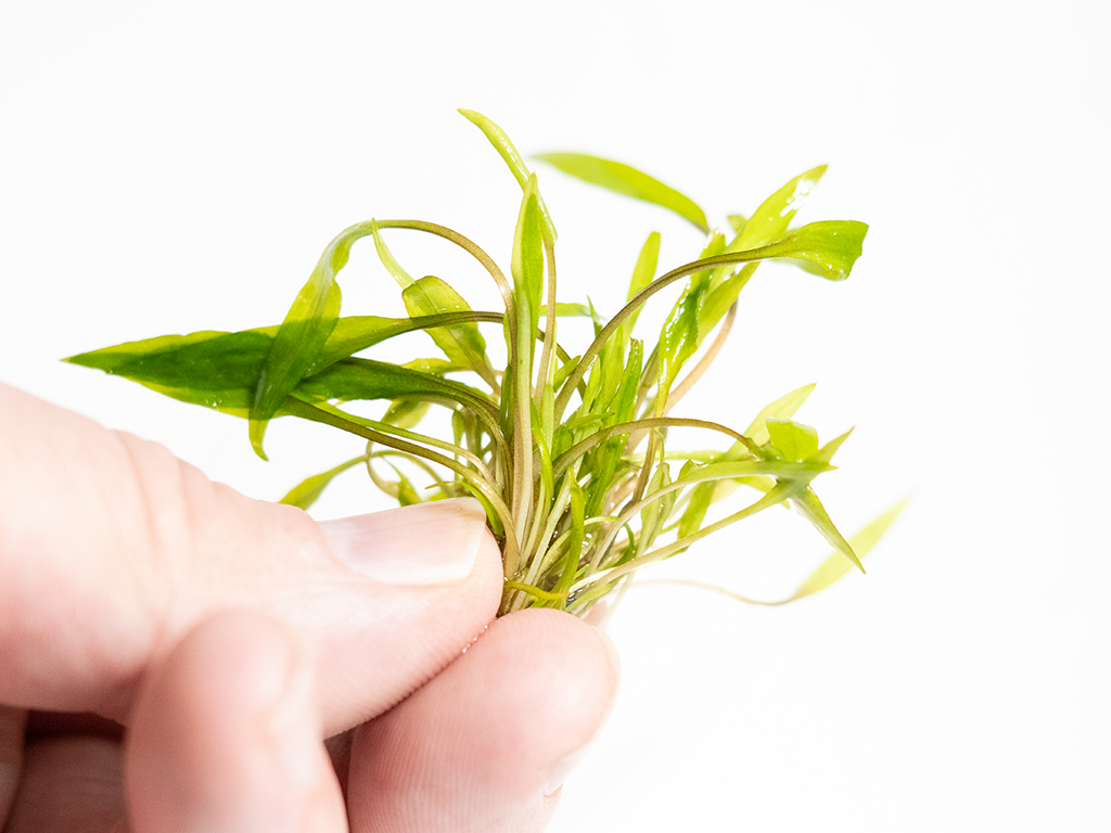 Cryptocoryne wendtii 'Green'