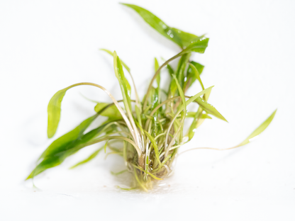 Cryptocoryne wendtii 'Green'