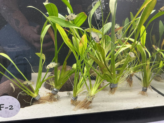 Sagittarius Narrowleaf Tropical Treasures Wyo