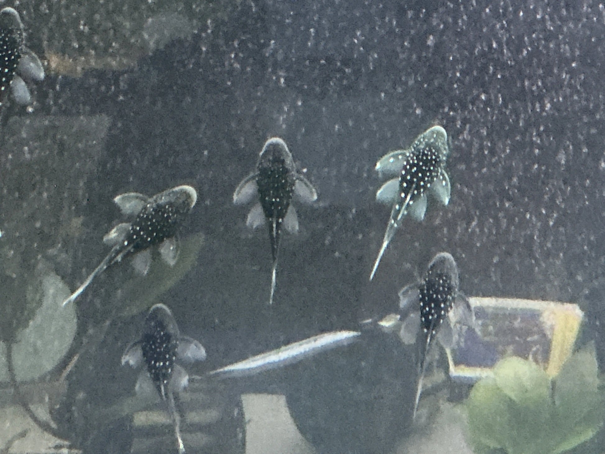 L128 Blue Phantom Pleco – peaceful algae-grazing catfish for aquascapes